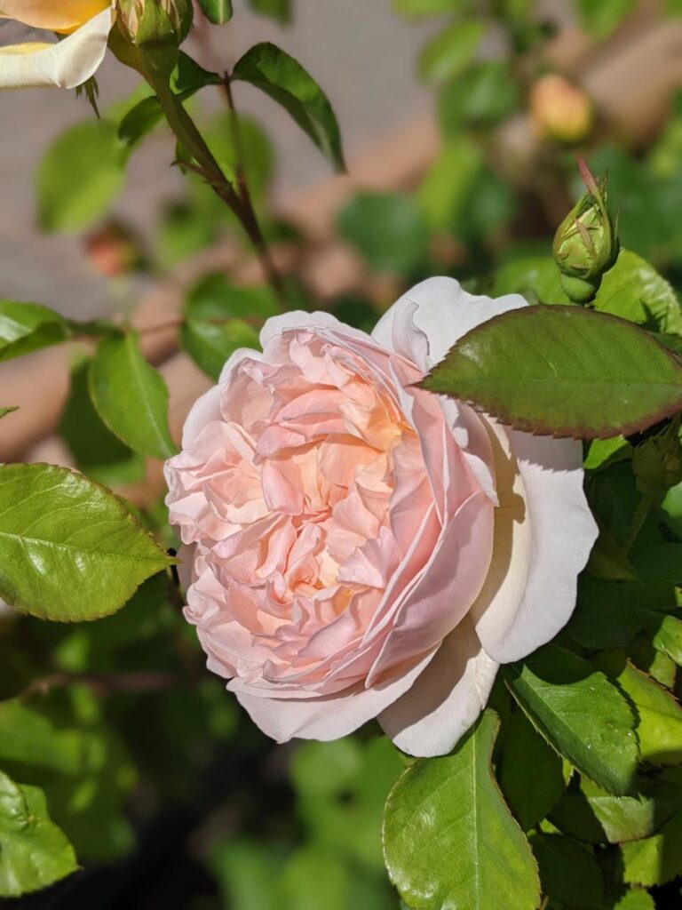 Boise Rose Garden