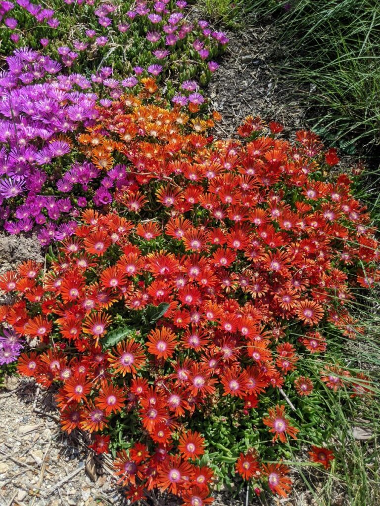 Idaho Botanical Garden