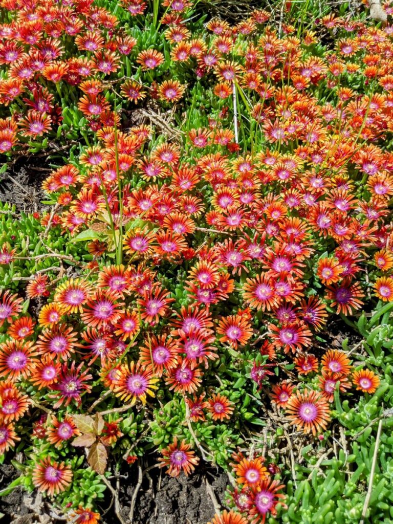 Idaho Botanical Garden