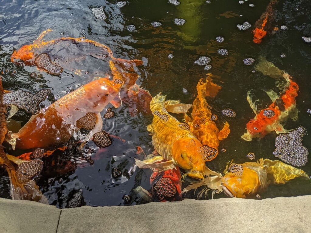 Idaho Botanical Garden