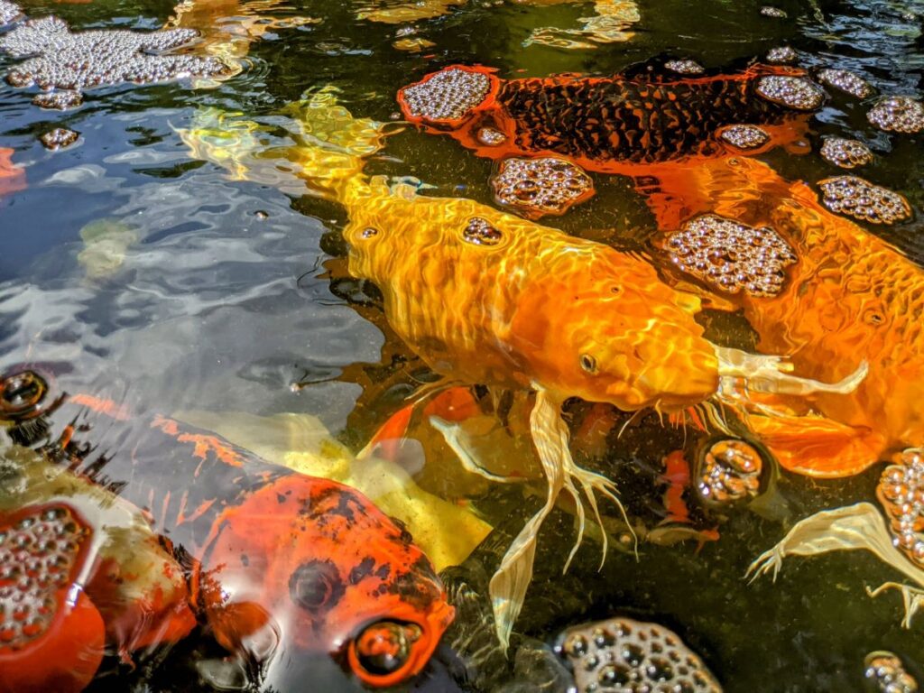 Idaho Botanical Garden