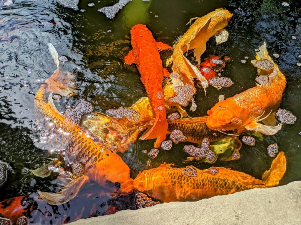 Idaho Botanical Garden