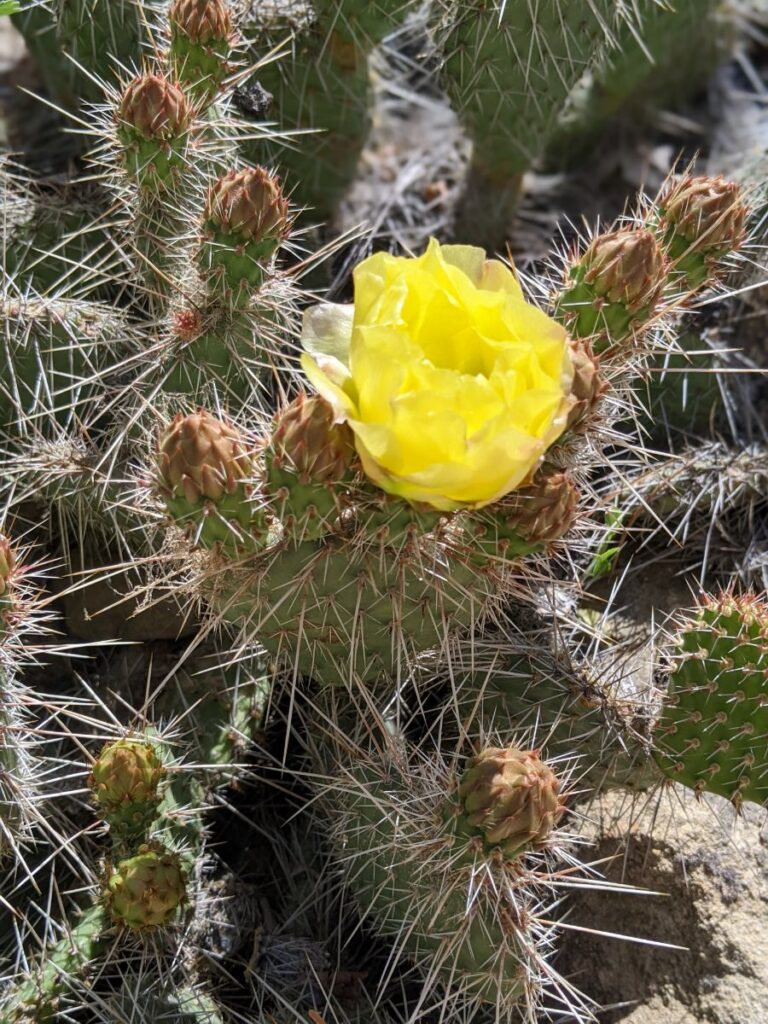 Idaho Botanical Garden