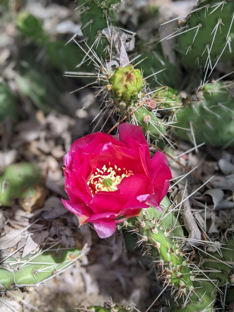 Idaho Botanical Garden