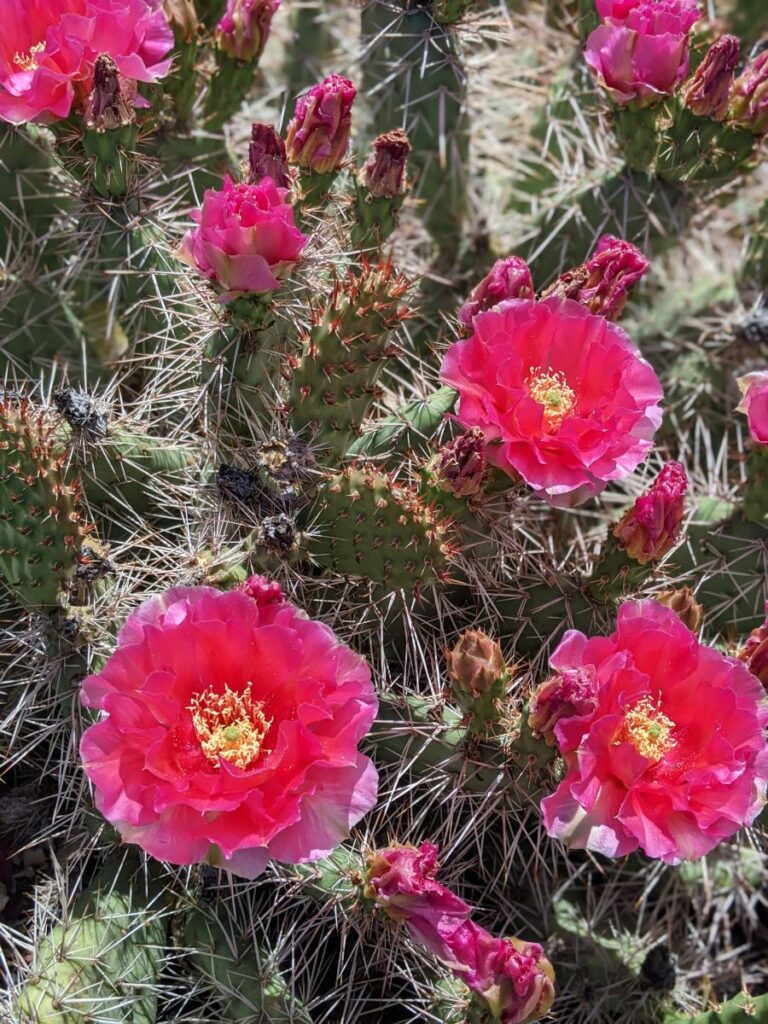 Idaho Botanical Garden