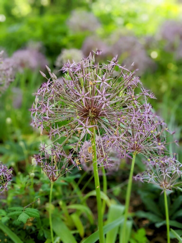 Idaho Botanical Garden