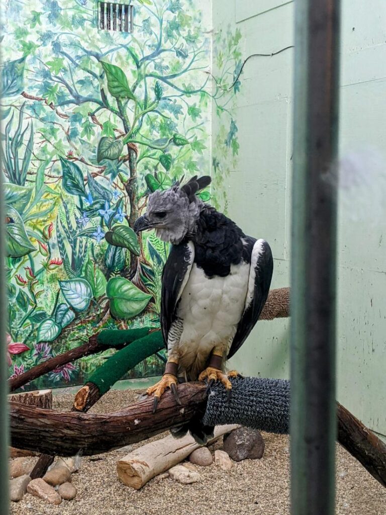 Peregrine Fund World Center for Birds of Prey