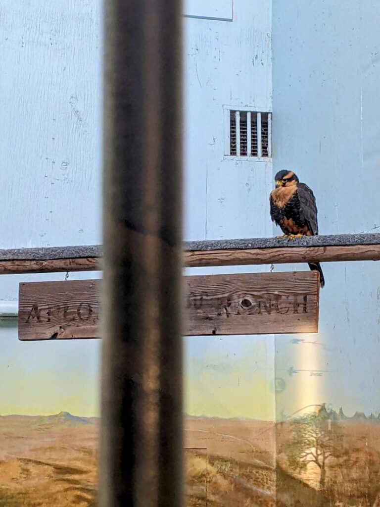 Peregrine Fund World Center for Birds of Prey