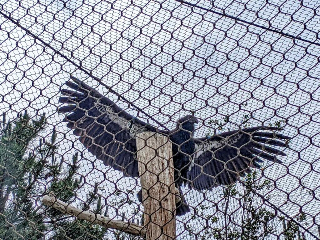 Peregrine Fund World Center for Birds of Prey