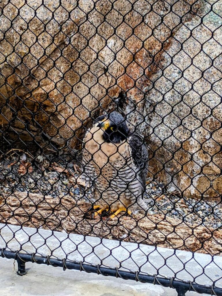 Peregrine Fund World Center for Birds of Prey