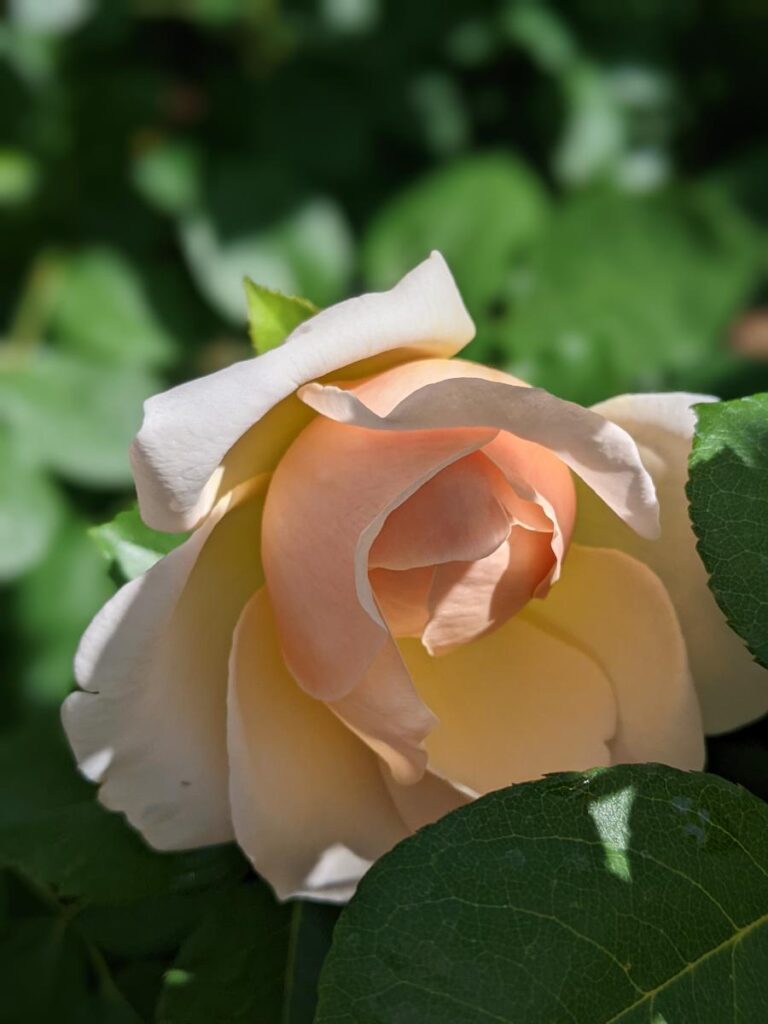 A month in Boise - Julia Davis Park Rose Garden