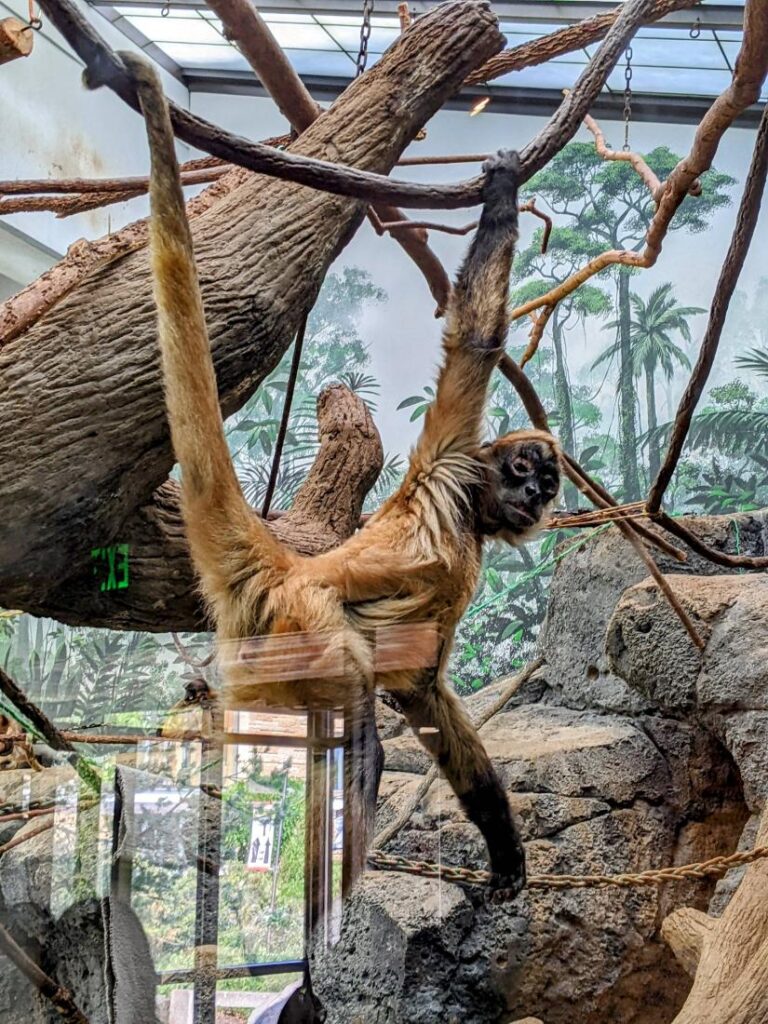 Como Park Zoo & Conservatory